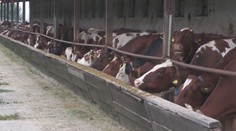 Slintačka a krívačka spôsobila obrovské finančné škody. Veľké firmy zatiaľ štát neodškodnil