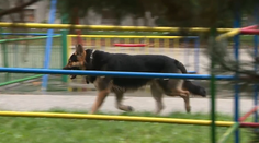 Ďalší útok psa! V Bratislave nemecký ovčiak pohrýzol troch ľudí