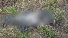 Brutálne zabité psy v osade: Zisťovali sme, čo kompetentní zmenili po roku