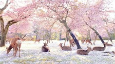 Scéna ako z rozprávky: Jelene si užívajú obľúbené turistické miesto namiesto ľudí