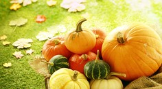 Tekvica - malý zázrak jesene