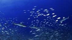 Postrach oceánov nie je úplne nemý, ako sa traduje. Zvuk, ktorý vydáva, znie povedome