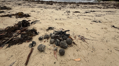 Záhada na populárnej pláži v Sydney. More vyplavilo stovky čiernych gúľ