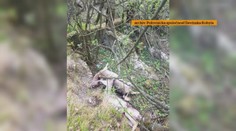 Voľne pustené psy uštvali gravidné samice daniela. Zvieratá sa zrútili z 30-metrovej skaly