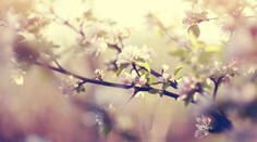 Jar sa tento rok začína skôr. Tu je dôvod