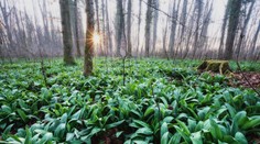 Medvedí cesnak je čoraz obľúbenejšou ingredienciou. Boli sme sa pozrieť, či už nastal čas jeho zberu