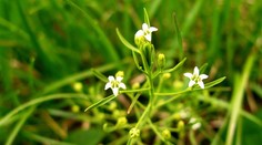 O tejto rastlinke si odborníci mysleli, že vyše 100 rokov nerastie na Slovensku