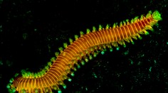 Pri pobreží Jadranu sa šíria jedovaté ohnivé červy. Ich bodnutie môže spôsobiť zápal