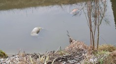 V Malinove niekto hodil do kanála mačku a psov. Prípad vyšetruje polícia