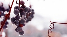 Lahodné omáčky ku zmrzline