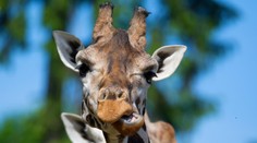 Pozoruhodný objav vedcov. Neexistuje len jeden druh žirafy, ako sme si mysleli