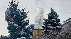 Muž vyliezol v trenkách na strom a odmietal zliezť. Strávil tam celú noc