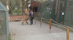 Zvieratá v bojnickej zoo zažili mierny šok. Pri ich výbehoch hľadali policajní psovodi bomby či marihuanu