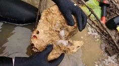 Vedci prvýkrát opísali záhadného červa kameňožrúta. Žije iba na jednom ostrove