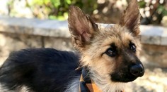 Vlčiak bude večne šteniatkom. Nikdy viac nenarastie, no aj tak je hitom internetu