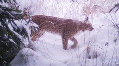 Strastiplná cesta rysa Ľuba za láskou