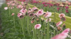 Horúcou vodou v Podhájskej stále vykurujú iba skleníky