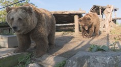 Hilda a Trudy testovali kontajnery, do ktorých sa šelmy len tak ľahko nedostanú