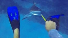 Žralok verzus človek. Kto vyhral súboj?