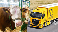 Slovenská pošta reaguje na slintačku a krívačku. Pozastavuje doručovanie zásielok