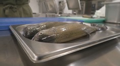 Ako očistiť a pripraviť ryby na sviatočný stôl? Skúsení odborníci sa podelili o užitočné tipy a triky