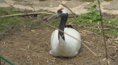 Otvorili len pred pár dňami a už riešia incident. Kamera v bojnickej zoo nakrútila šokujúce správanie muža