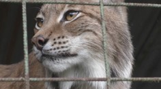 Chovateľ z Horehronia prišiel o samicu rysa a tri mláďatá. Zabil ich stres z ohňostroja