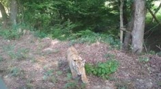 V ukrajinsko-slovenskom pohraničí sa údajne pohybuje tiger. Za jeho zastrelenie hrozí pokuta