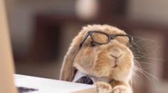 Nedeľná dávka roztomilosti. Toto je najštýlovejší zajko na svete