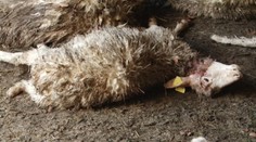 Ovčí masaker nad Slovinkami. Vlci usmrtili 34 oviec