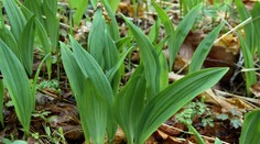 Pozor pri medveďom cesnaku. Slováci hlásia ťažkosti, záchranári vydali varovanie