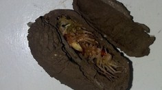 Neuveríte, čo našiel muž v strope. Je to desivé