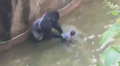 Dráma v Zoo. Dieťa sa dostalo ku gorile, nezaútočila, aj tak ju utratili