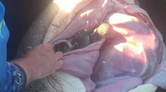 Rybár urobil žralokovi cisársky rez. Vytiahol takmer 100 mláďat