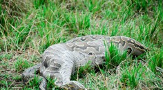 VIDEO: Obrovskému pytónovi sa stala osudnou pažravosť. Zvnútra ho prepichla koza
