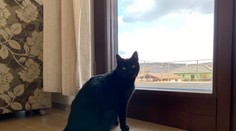 Mačky sú jediné zvieratá, ktoré pradú. Prečo vydávajú tento tajuplný zvuk?