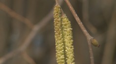 Alergici sú v pozore. Pre kvitnúce stromy prichádza prudší nástup príznakov