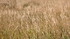 Mladík jazdil po lúke. Prešiel cez tínedžera (15†)