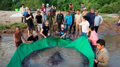 To je ale obor: Rybári ulovili najväčšiu sladkovodnú rybu na svete