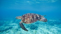 Korytnačky dostali zápal pľúc, previezli ich do nemocnice