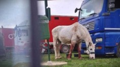 Zraneného a krvavého koňa ťahali von z auta. Obyvateľov Lučenca vydesil pohľad na zviera, ktoré viezli cirkusanti