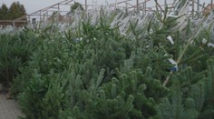 Vianočné stromčeky zdraželi. Toto si skontrolujte, kým zaplatíte