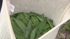 Medvedí cesnak už láka zberačov. Pozor, nie je povolené trhať ho všade a hrozí aj pokuta