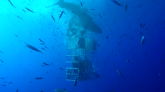 Desivé zábery! Žralok vnikol do klietky a potápačom prehryzol prívod vzduchu