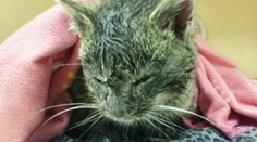 Kocúr v extrémnych mrazoch primrzol k zemi. Teraz je slávny