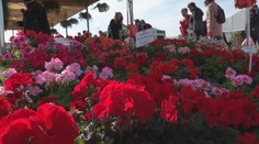 Trenčín sa zmenil na hlavné mesto pestovateľov. Na našom najväčšom veľtrhu vystavujú aj záhradkári zo zahraničia