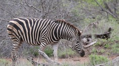 Neveril vlastným očiam. Táto zebra je úplne iná ako všetky ostatné