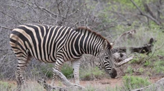 Neveril vlastným očiam. Táto zebra je úplne iná ako všetky ostatné