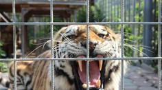 Z bioparku v Česku utiekli dva tigre a lev. Už sa ich podarilo uspať