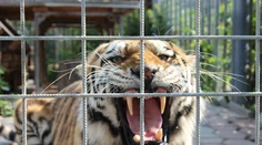 Z bioparku v Česku utiekli dva tigre a lev. Už sa ich podarilo uspať